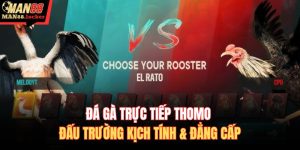 Đá gà trực tiếp Thomo